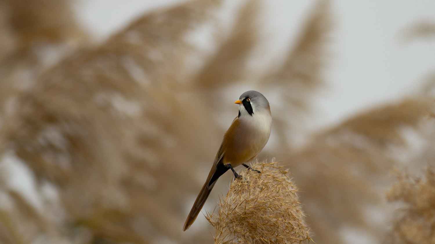 Bearded Reedling